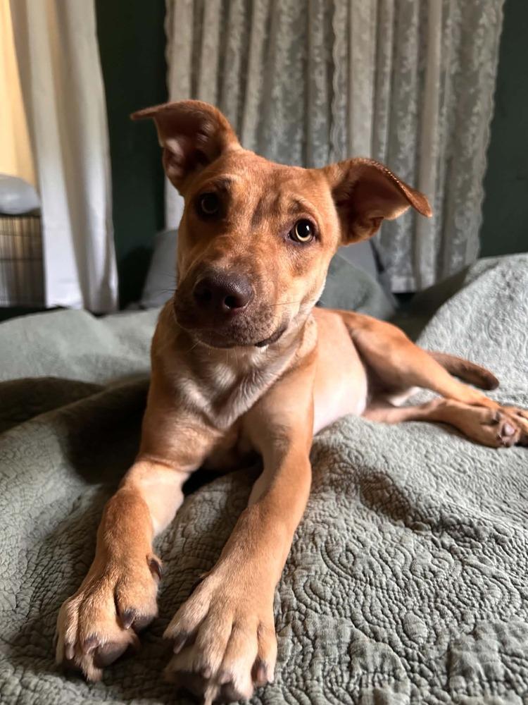 Enlarge Belle, a Adoptable mixed breed in New Bedford, MA image 5/5