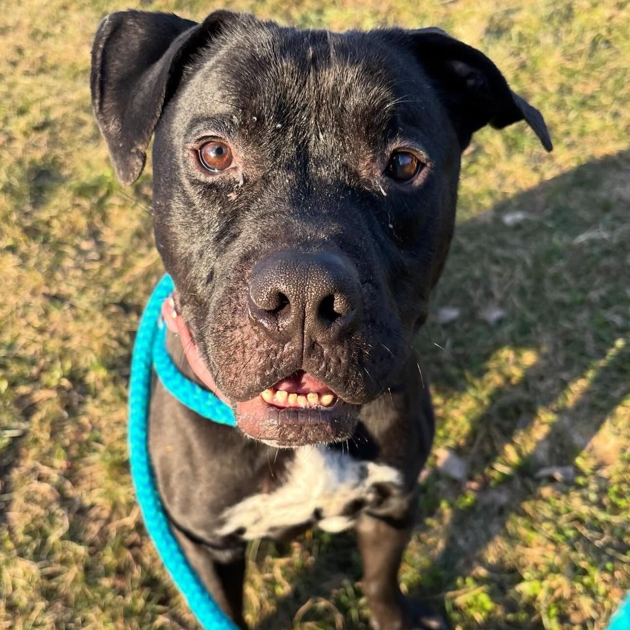 Enlarge Dune, a Adoptable Mixed Breed in Youngstown, OH image 1/6