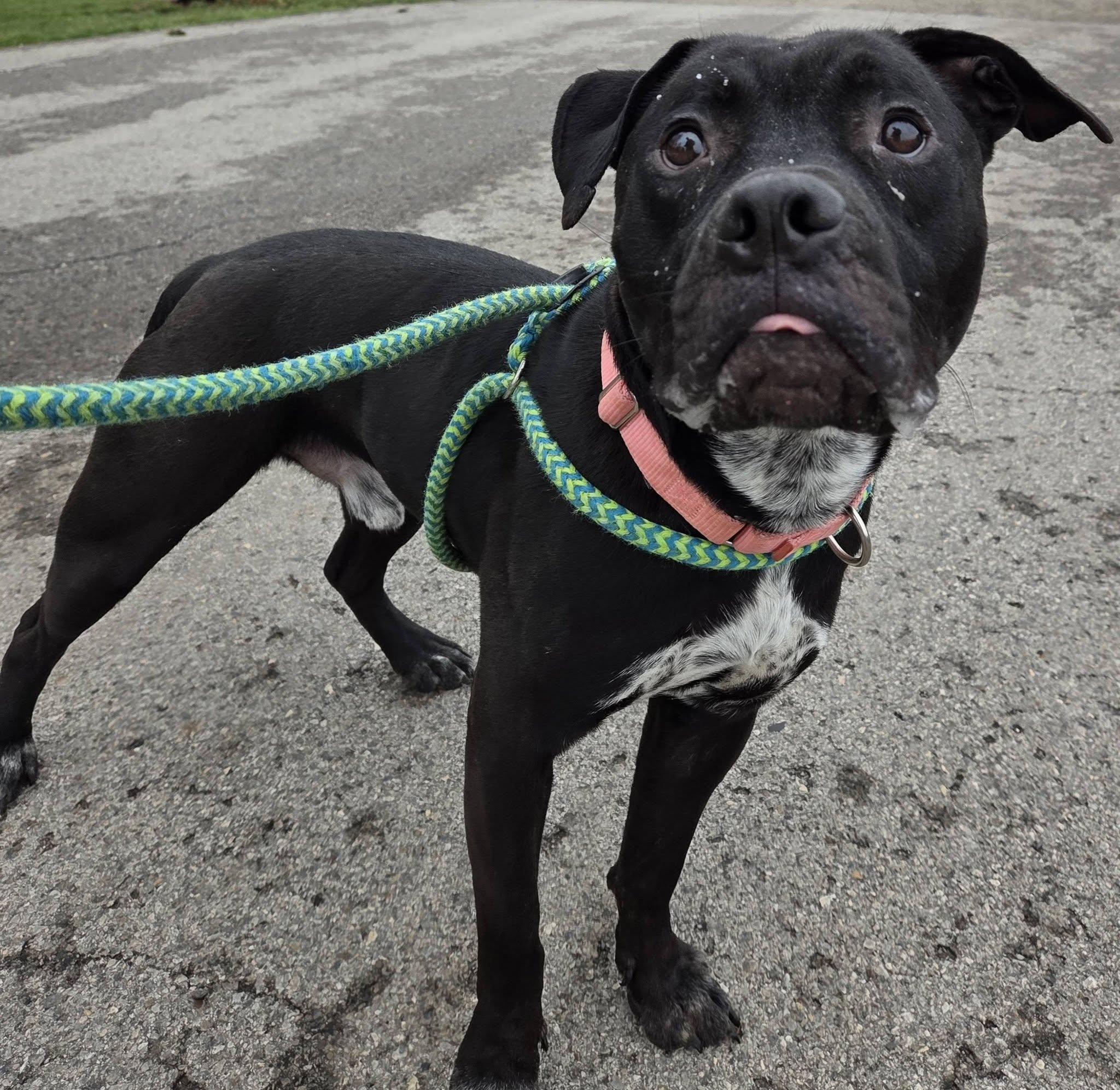 Enlarge Dune, a Adoptable Mixed Breed in Youngstown, OH image 6/6