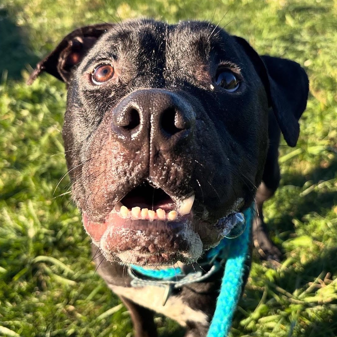 Enlarge Dune, a Adoptable Mixed Breed in Youngstown, OH image 4/6