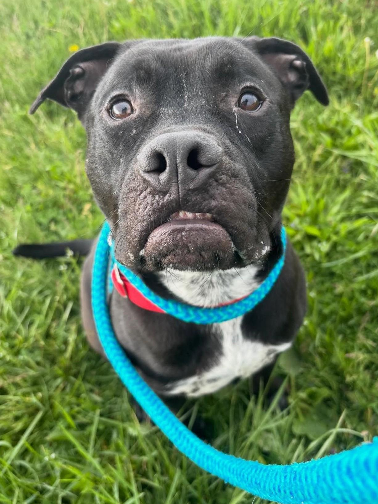 Enlarge Dune, a Adoptable Mixed Breed in Youngstown, OH image 2/6