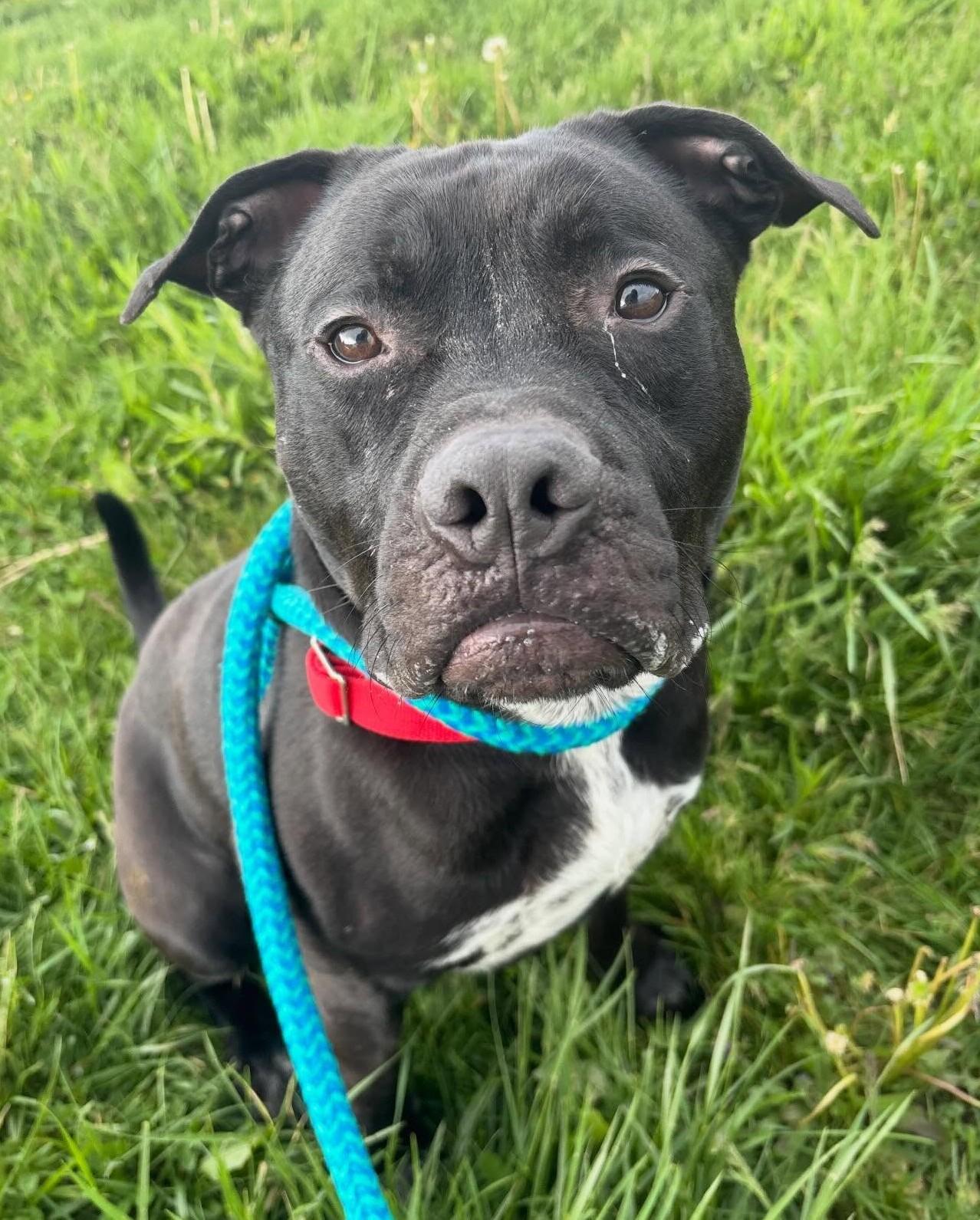 Enlarge Dune, a Adoptable Mixed Breed in Youngstown, OH image 3/6