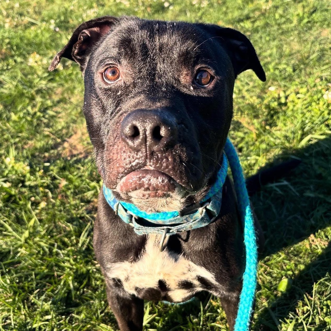 Enlarge Dune, a Adoptable Mixed Breed in Youngstown, OH image 5/6
