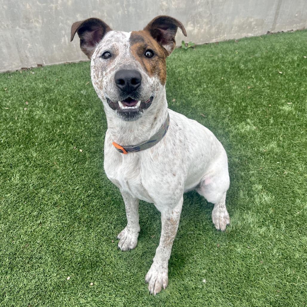 Jack, a Adoptable mixed breed in Fredericksburg, TX image 1/6