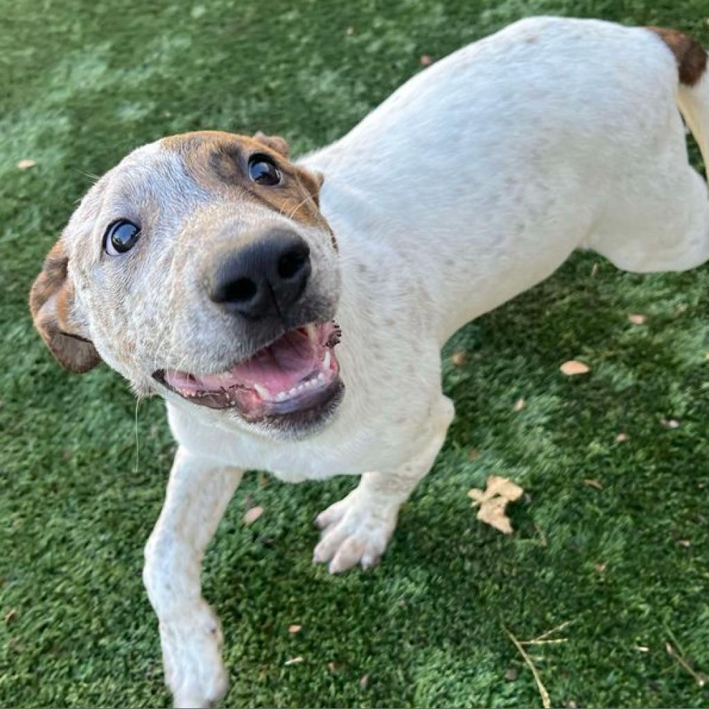 Jack, a Adoptable mixed breed in Fredericksburg, TX image 2/6