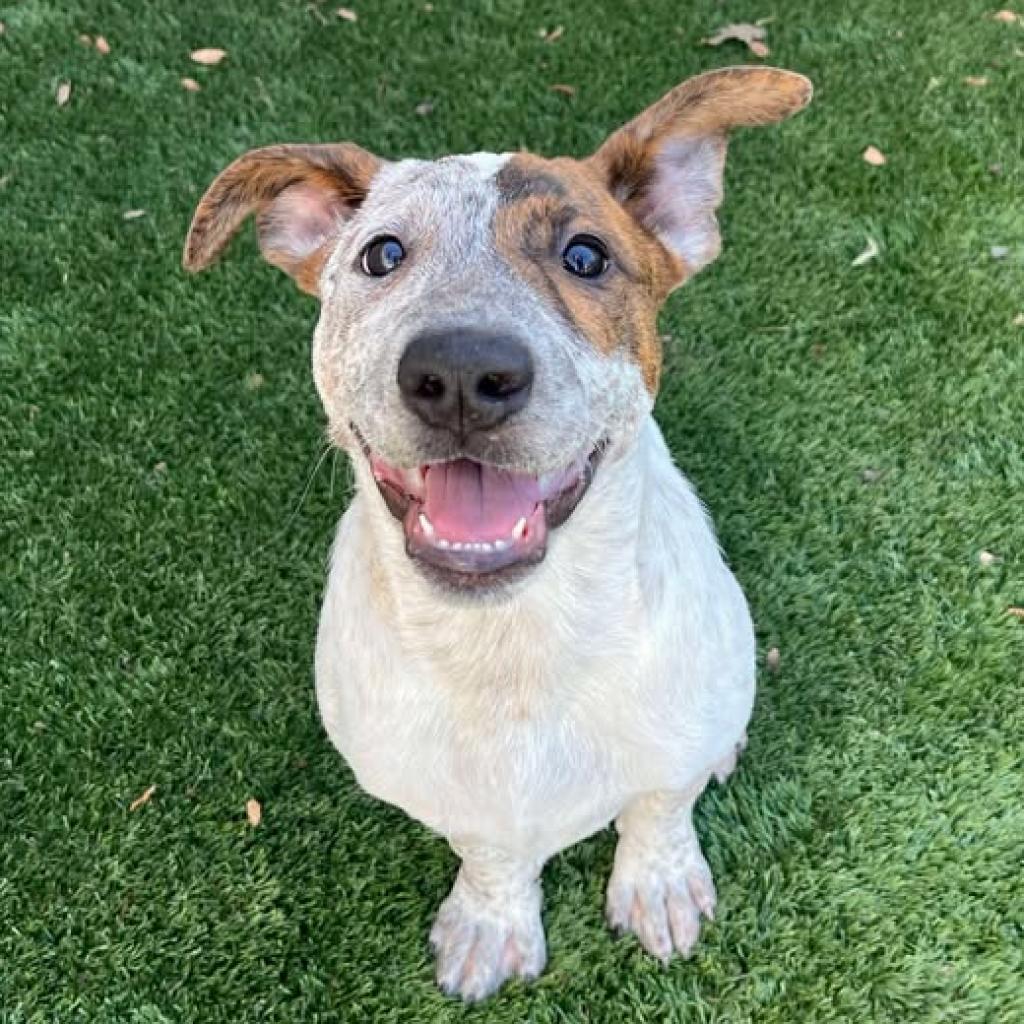Jack, a Adoptable mixed breed in Fredericksburg, TX image 3/6