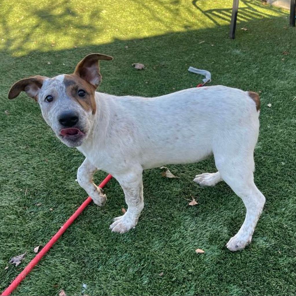 Jack, a Adoptable mixed breed in Fredericksburg, TX image 4/6