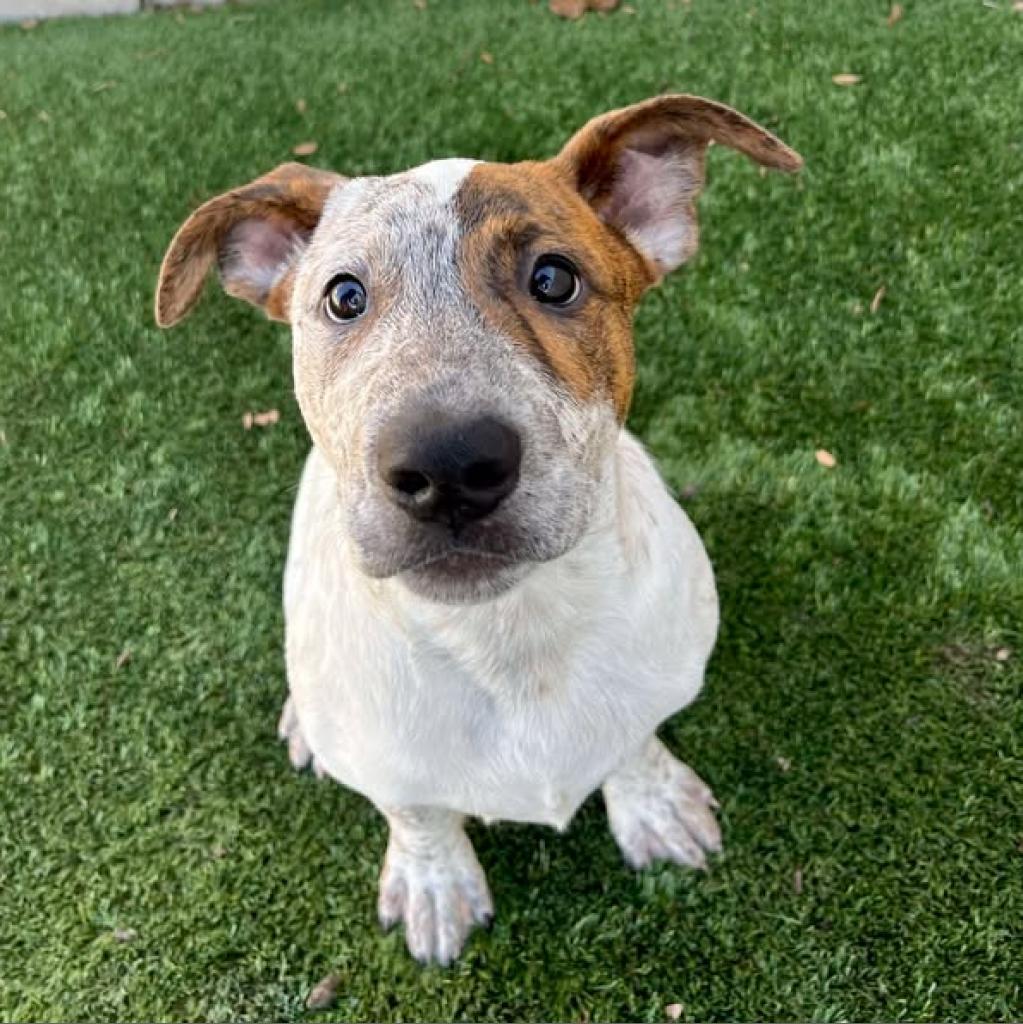 Jack, a Adoptable mixed breed in Fredericksburg, TX image 5/6