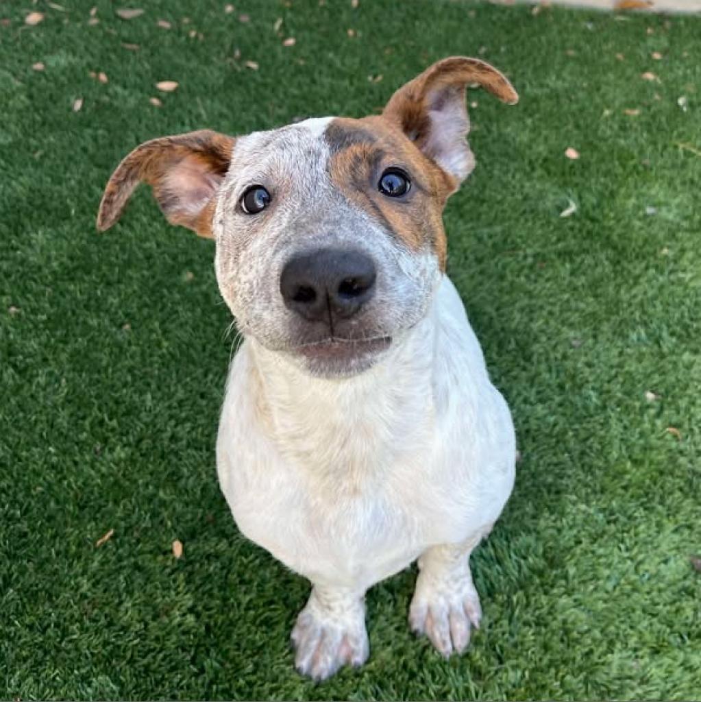 Jack, a Adoptable mixed breed in Fredericksburg, TX image 6/6