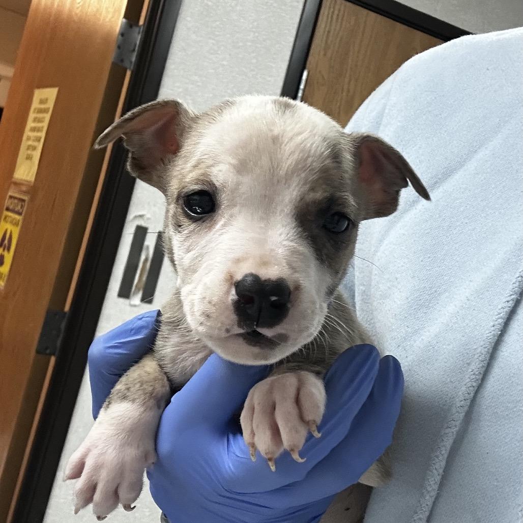 Enlarge Raindrop, a Adoptable Mixed Breed in Pensacola, FL image 1/3