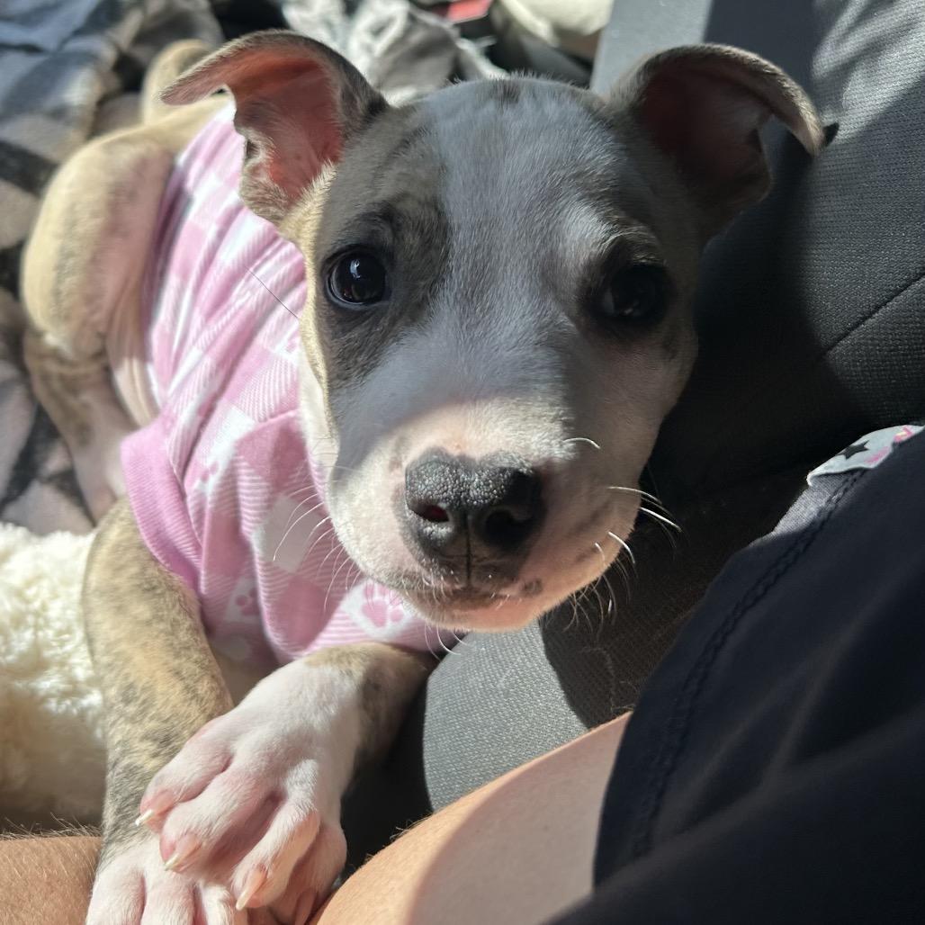 Enlarge Raindrop, a Adoptable Mixed Breed in Pensacola, FL image 2/3