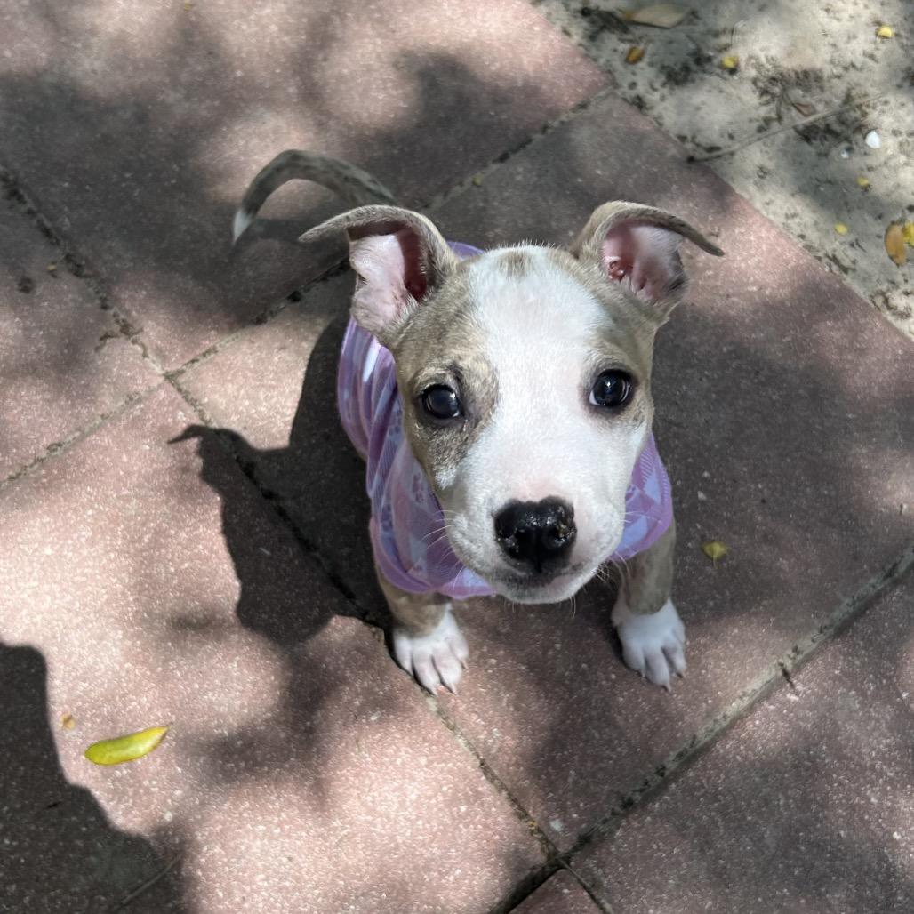 Enlarge Raindrop, a Adoptable Mixed Breed in Pensacola, FL image 3/3