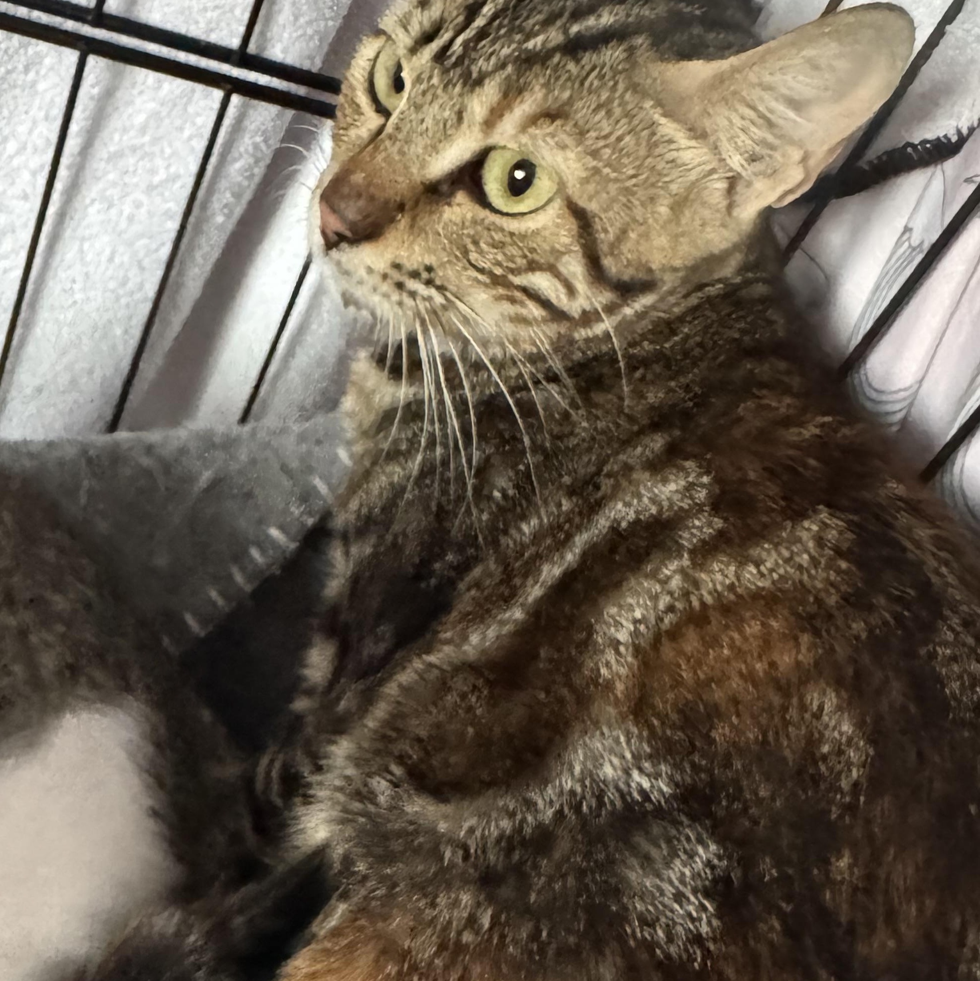 Nova