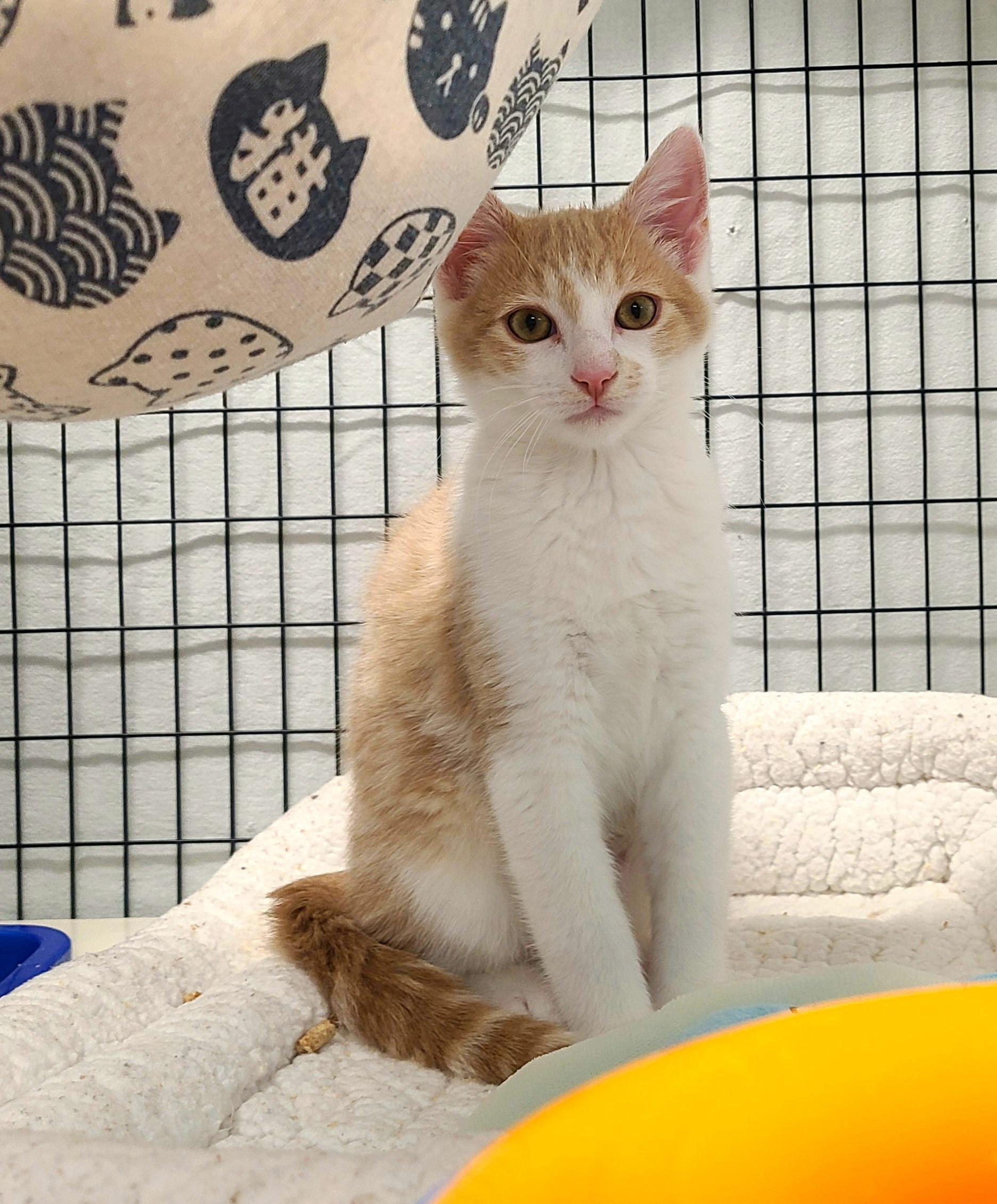 Lincoln & Teddy, a ADOPTABLE Domestic Short Hair in Kirkland, WA image 2/3