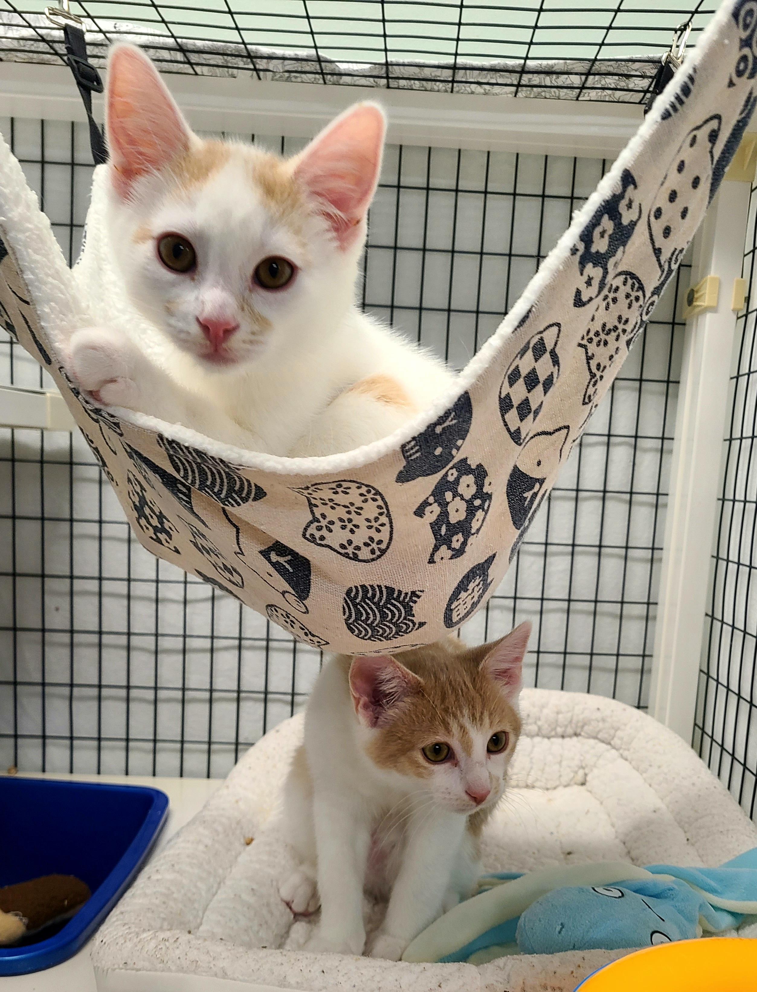 Lincoln & Teddy, a ADOPTABLE Domestic Short Hair in Kirkland, WA image 1/3