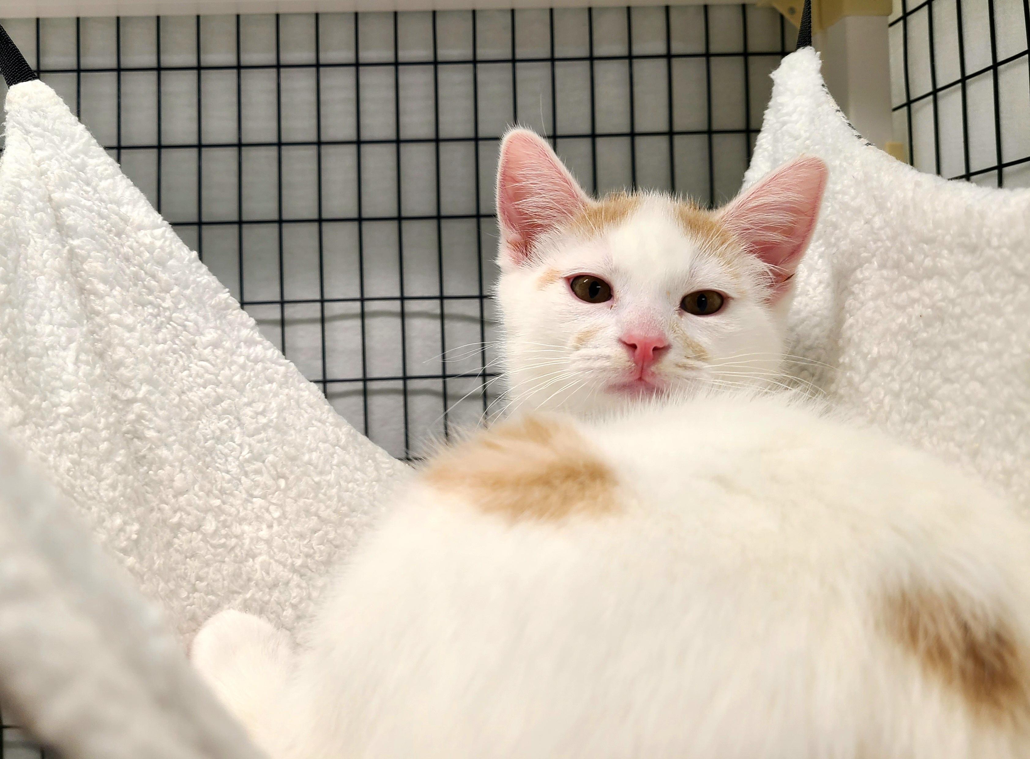 Lincoln & Teddy, a ADOPTABLE Domestic Short Hair in Kirkland, WA image 3/3