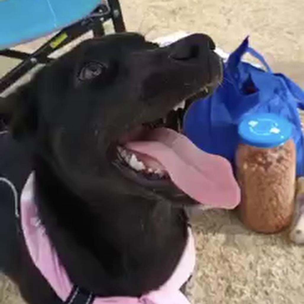 Enlarge Missy II, a Adoptable mixed breed in Wadena, MN image 1/5