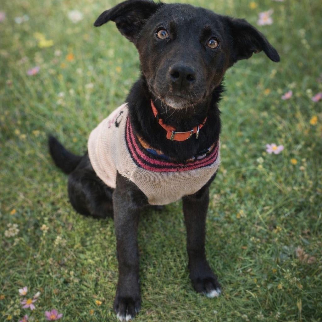 Enlarge Missy II, a Adoptable mixed breed in Wadena, MN image 2/5