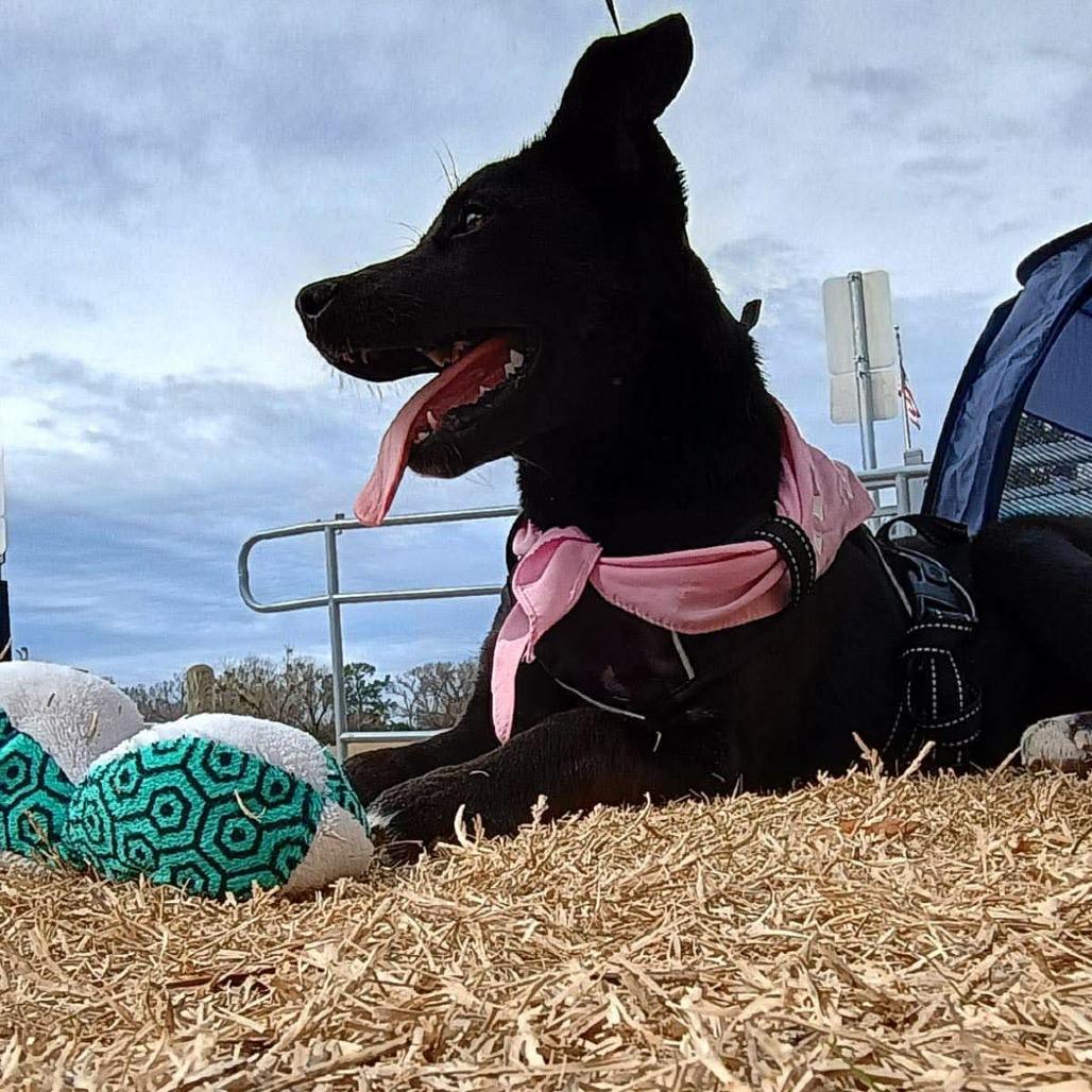 Enlarge Missy II, a Adoptable mixed breed in Wadena, MN image 3/5