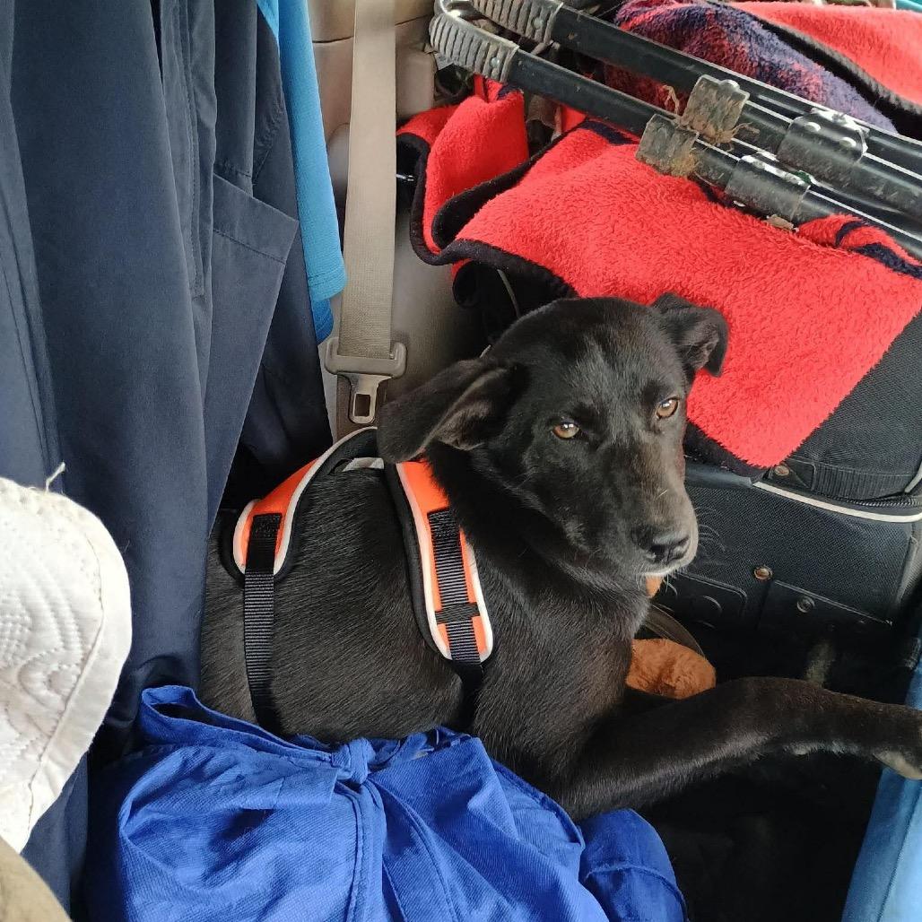 Enlarge Missy II, a Adoptable mixed breed in Wadena, MN image 4/5