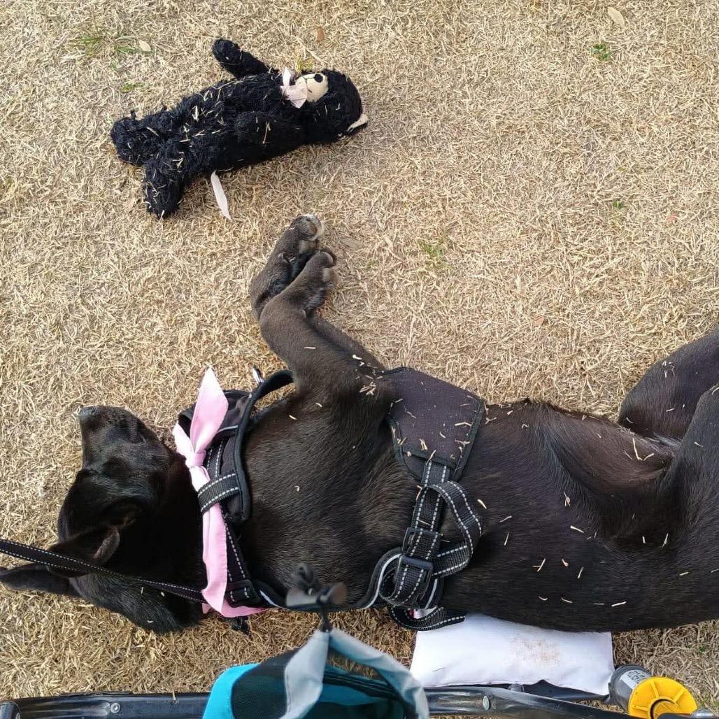 Enlarge Missy II, a Adoptable mixed breed in Wadena, MN image 5/5