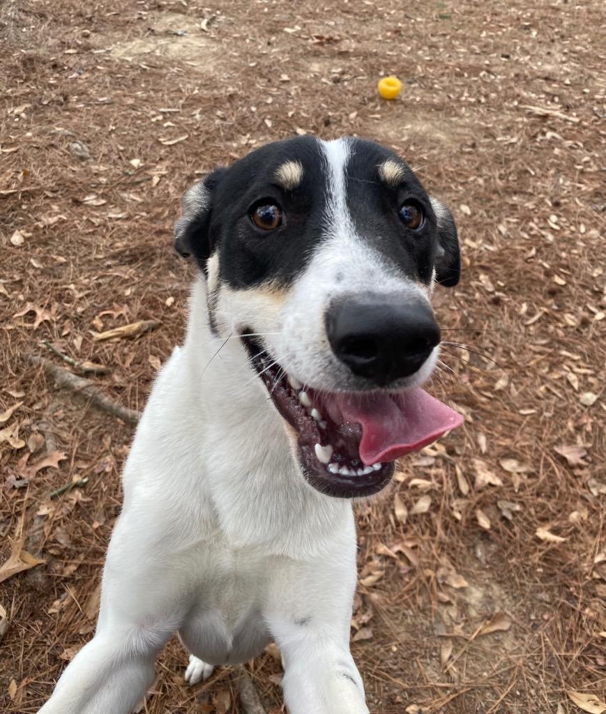 Enlarge Nola, a Adoptable mixed breed in Little Rock, AR image 1/1