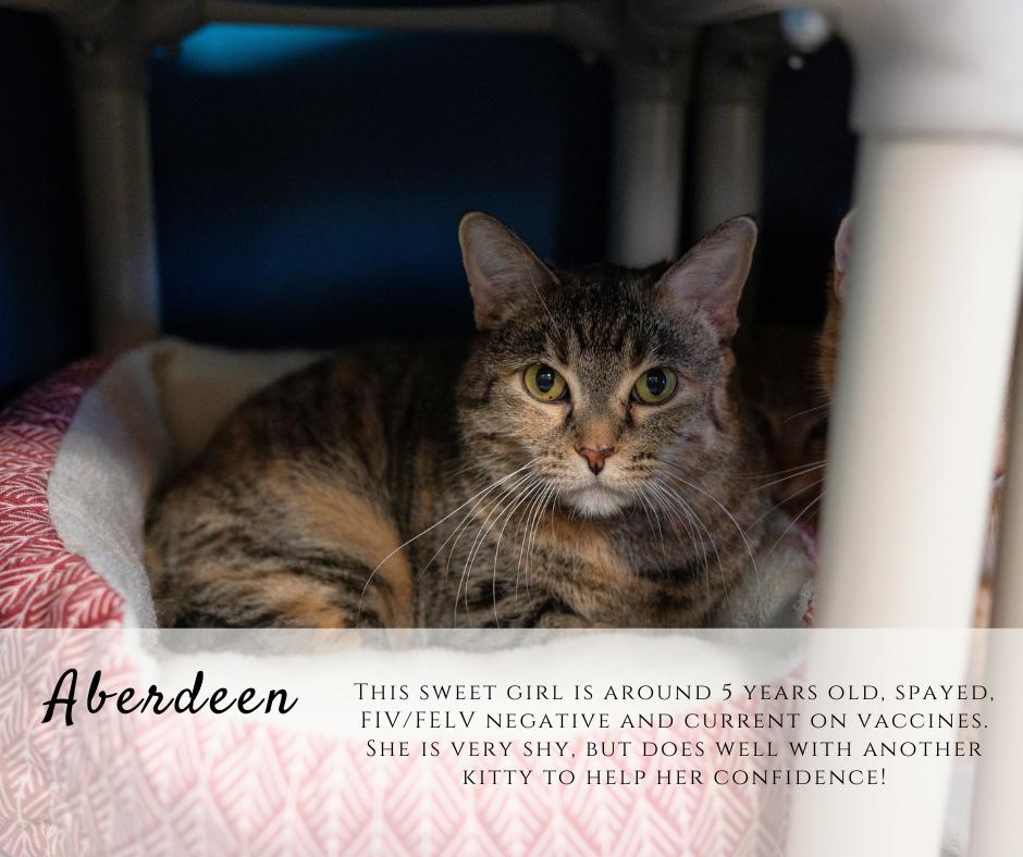 Enlarge Aberdeen, a ADOPTABLE Domestic Short Hair in Junction City, KS image 1/1