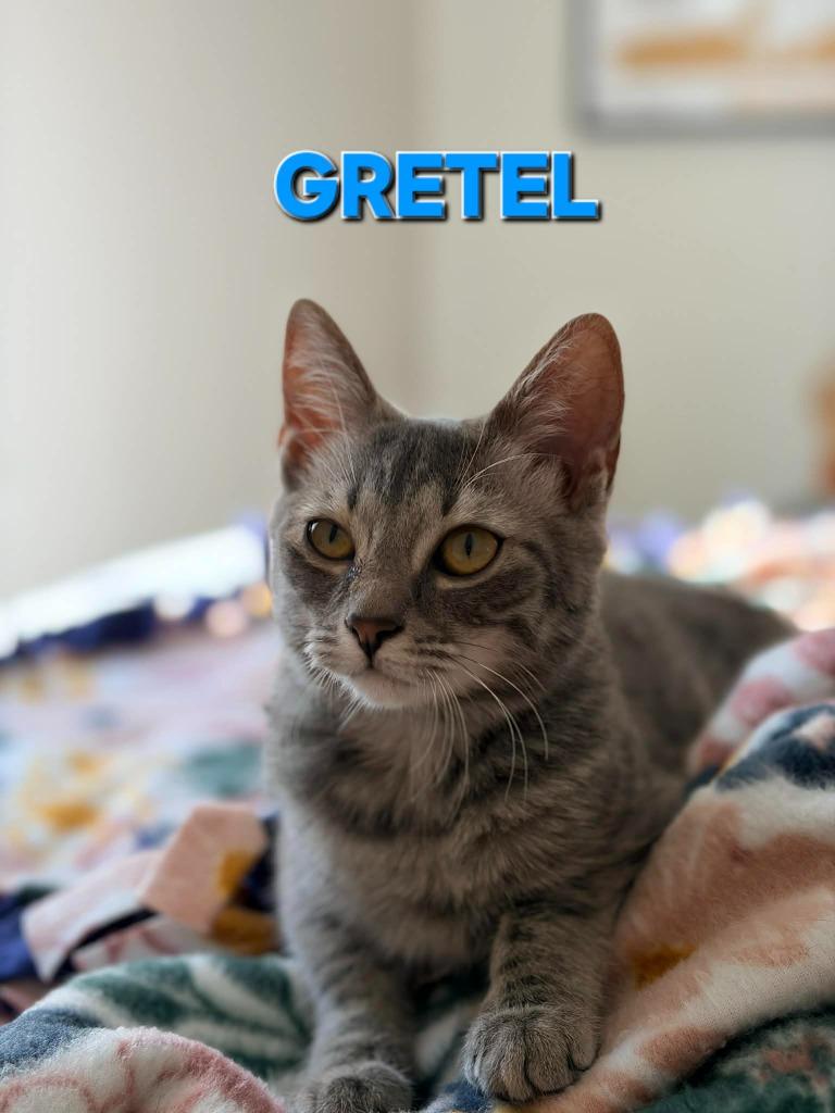 Enlarge Gretel, a Adoptable mixed breed in Rome, GA image 2/5