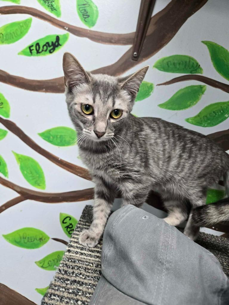 Enlarge Gretel, a Adoptable mixed breed in Rome, GA image 4/5