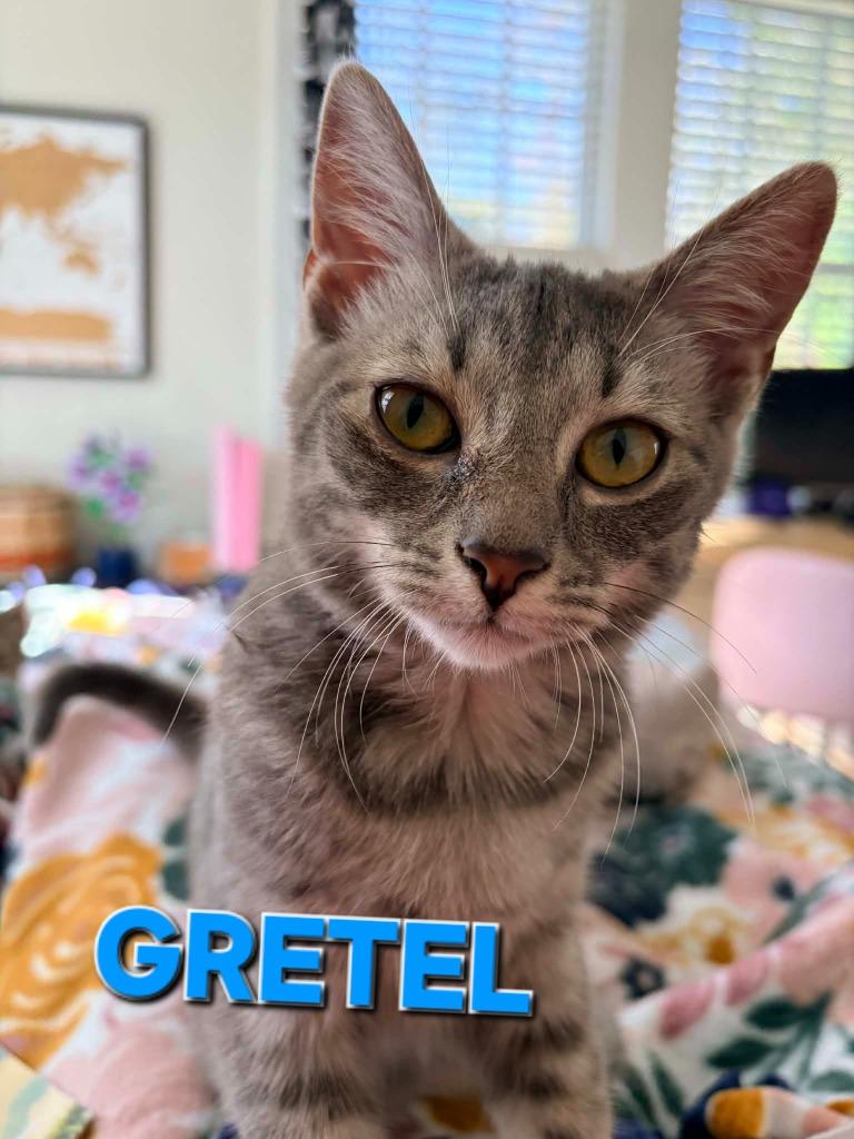 Enlarge Gretel, a Adoptable mixed breed in Rome, GA image 5/5