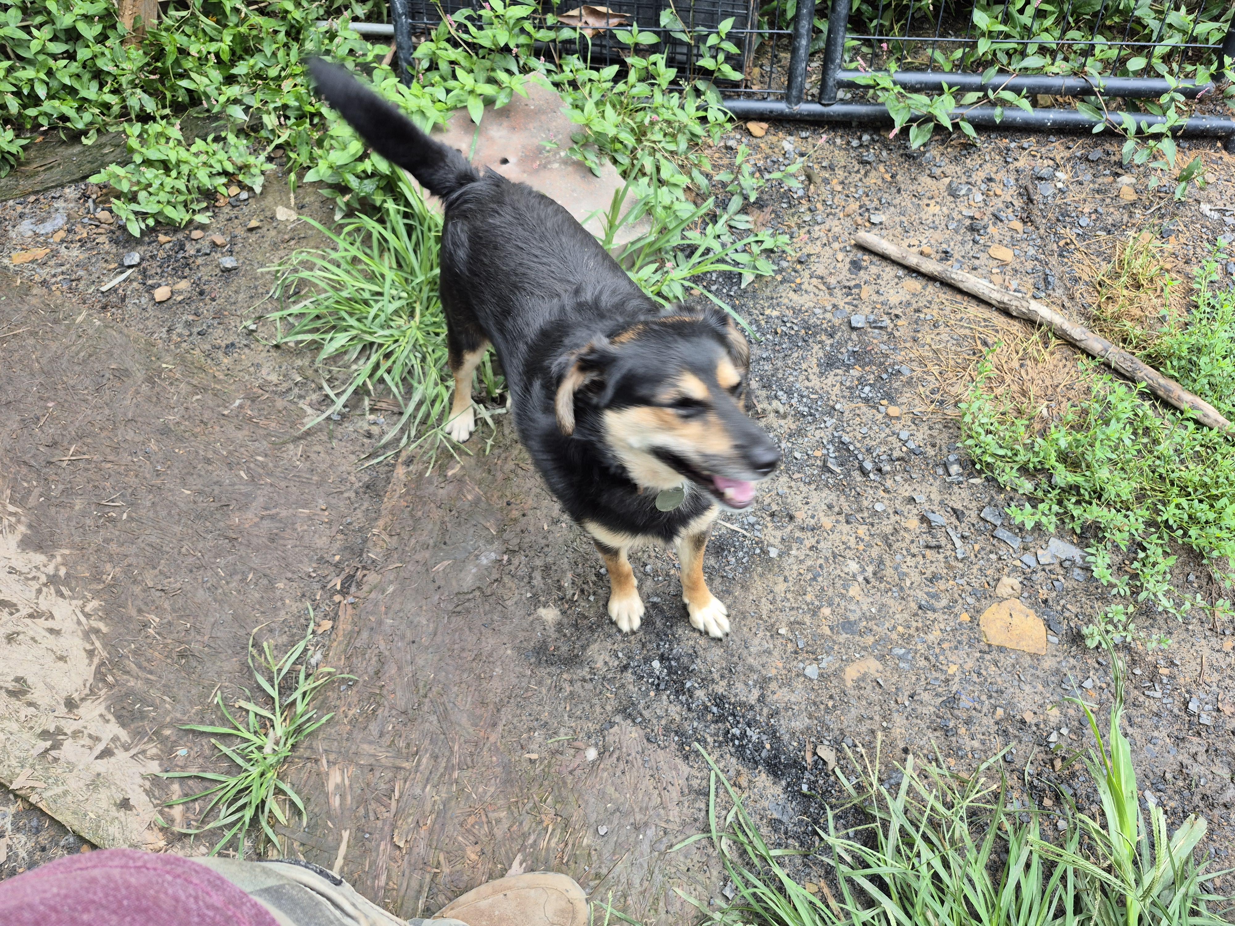 Bounce, a Adoptable mixed breed in Plum, PA image 1/5