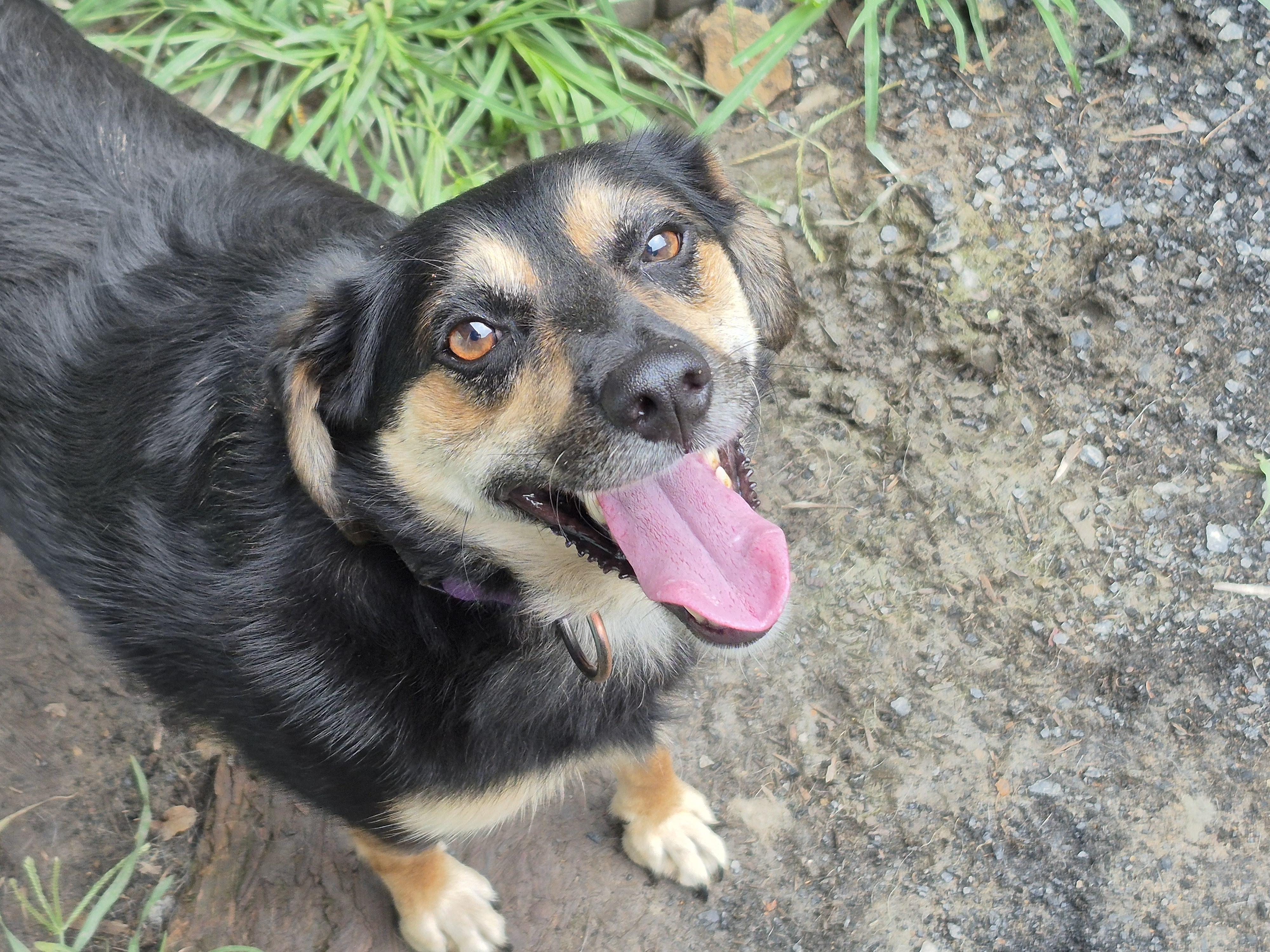Bounce, a Adoptable mixed breed in Plum, PA image 2/5