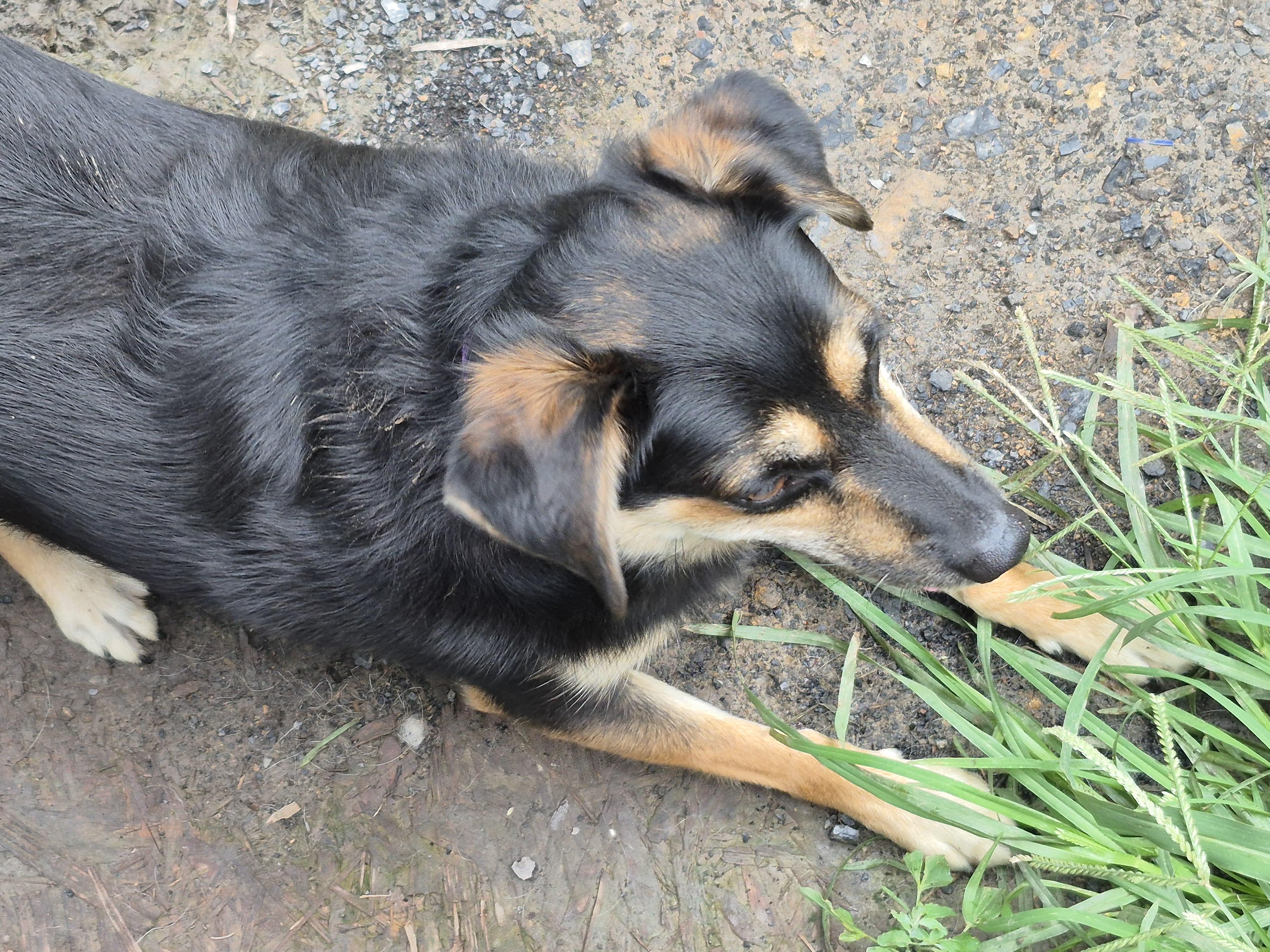 Bounce, a Adoptable mixed breed in Plum, PA image 4/5