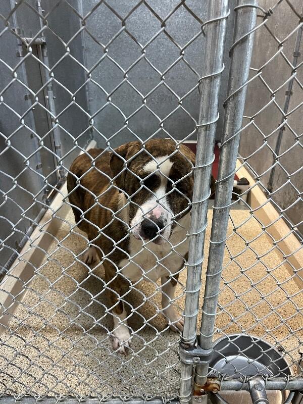 Enlarge Dolly, a Adoptable mixed breed in Supply, NC image 1/2