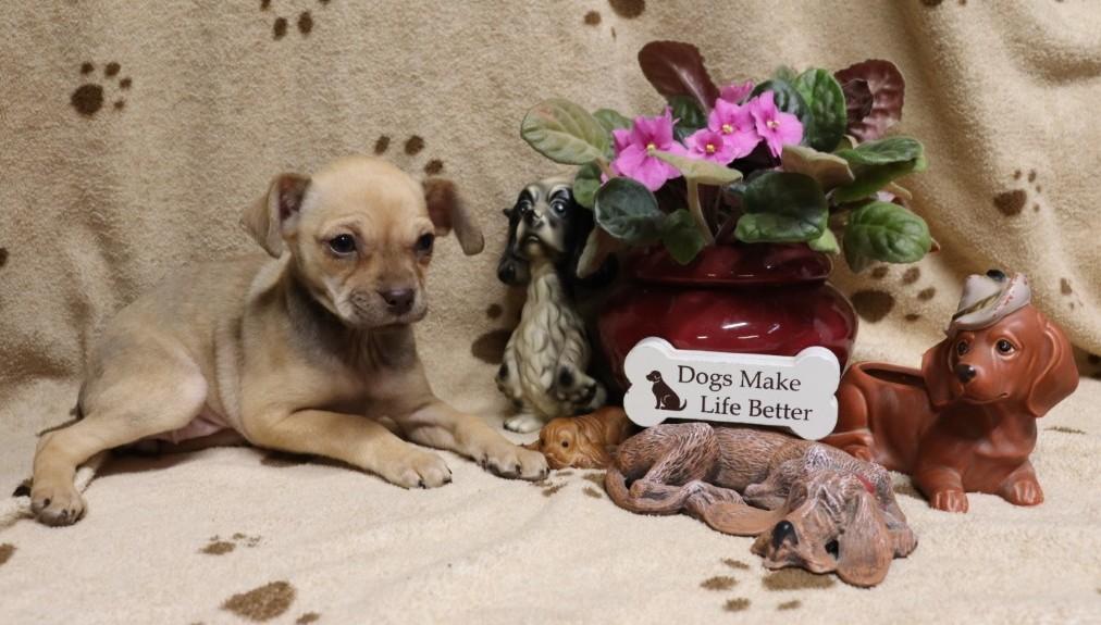 Star, an adopted mixed breed in Allentown, PA image 1/5