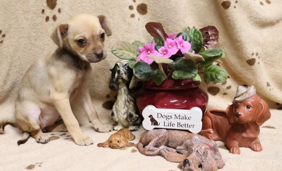 Star, an adopted mixed breed in Allentown, PA image 2/5