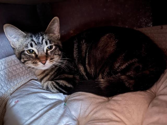 Enlarge Murdoc and Tootie, a ADOPTABLE Domestic Short Hair in Denver, CO image 2/3