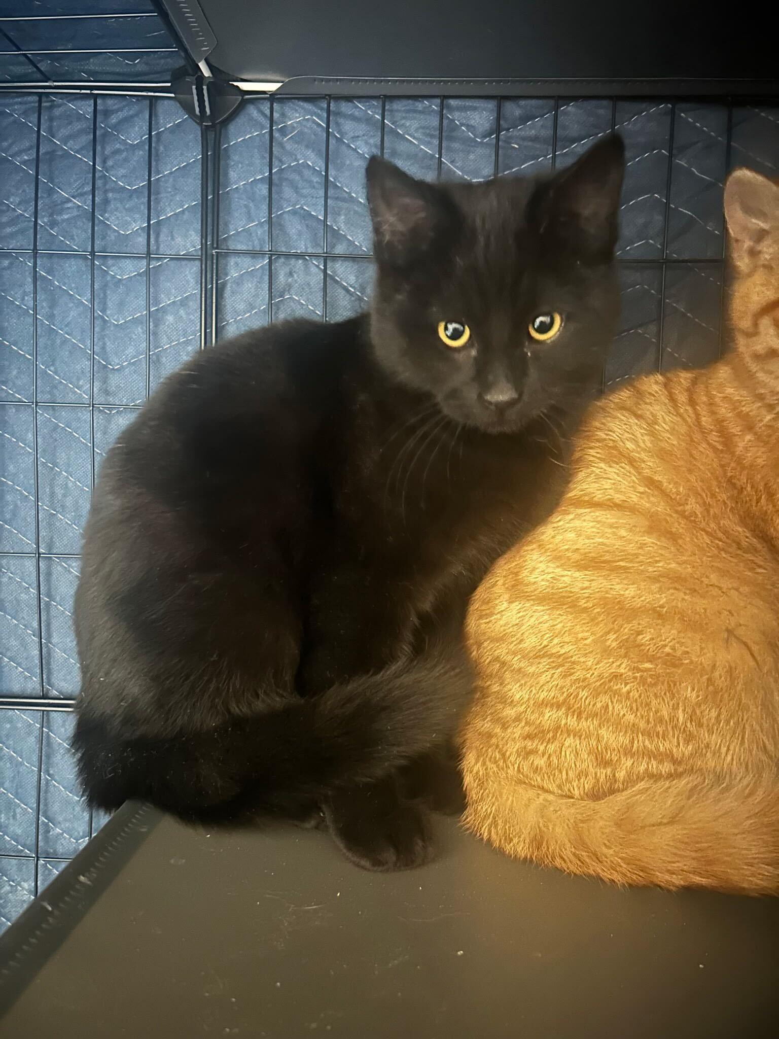 Enlarge Murdoc and Tootie, a ADOPTABLE Domestic Short Hair in Denver, CO image 3/3