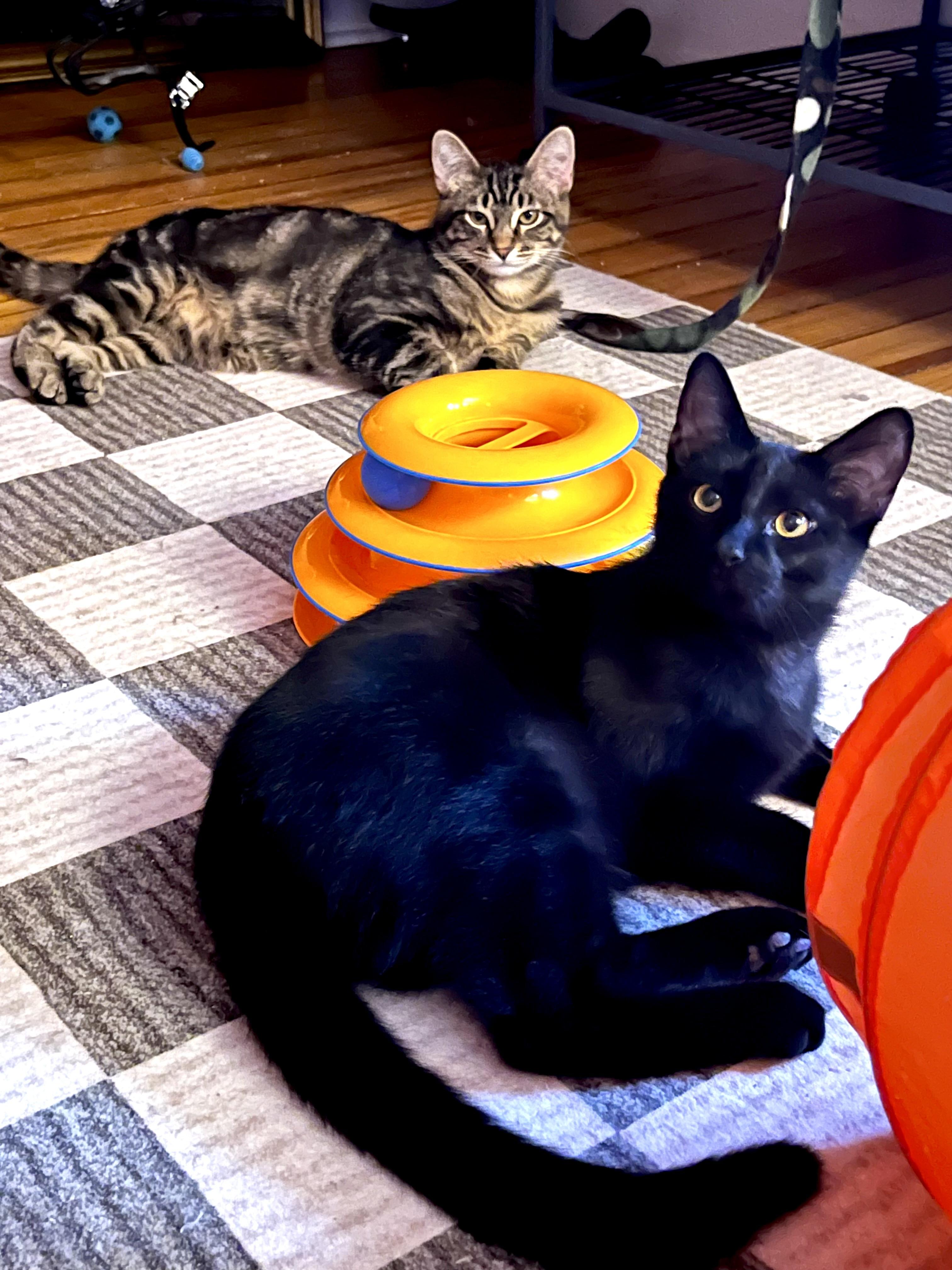 Enlarge Murdoc and Tootie, a ADOPTABLE Domestic Short Hair in Denver, CO image 1/3