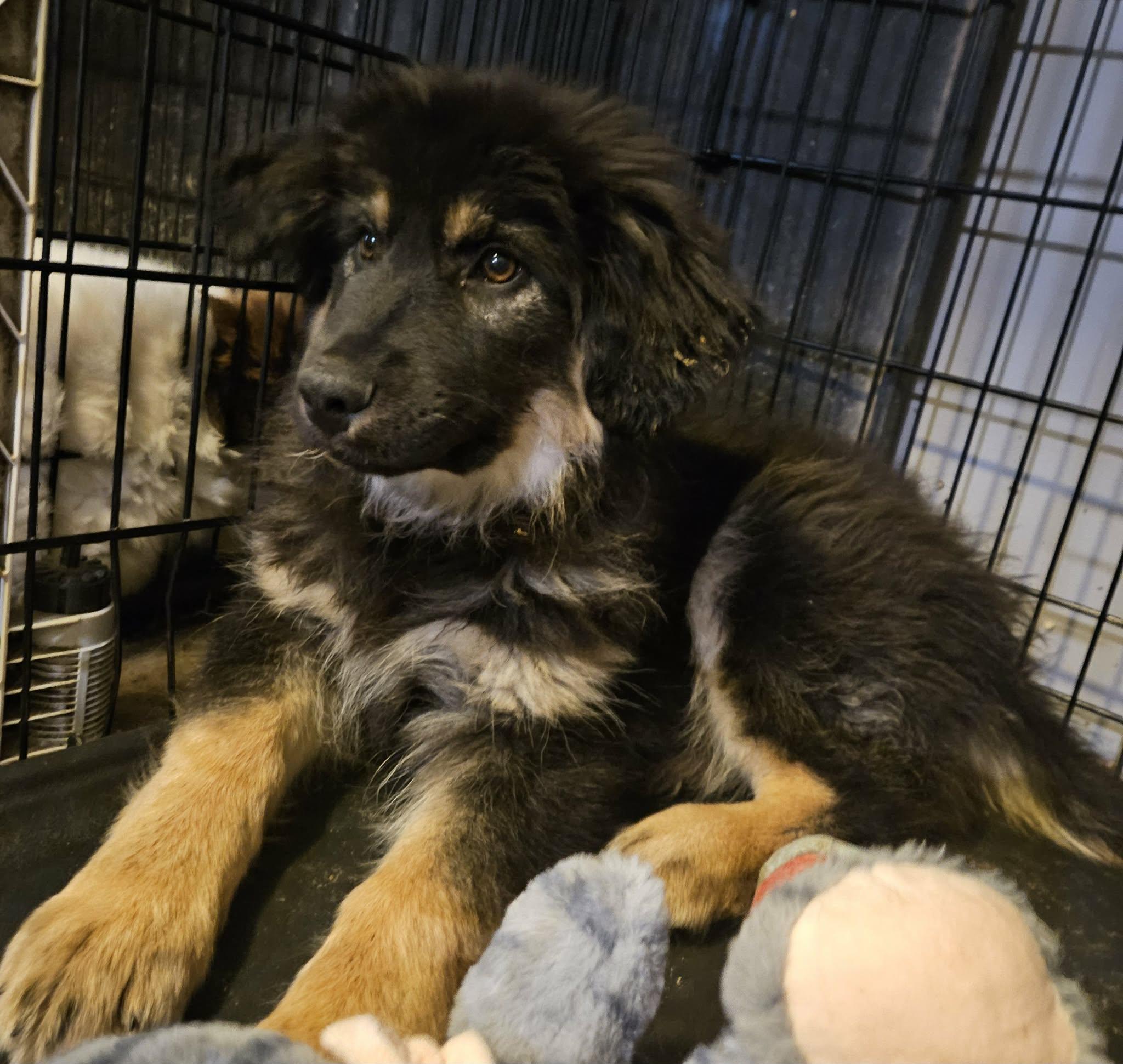 Snickers, Adoptable, Puppy Male Saint Bernard.