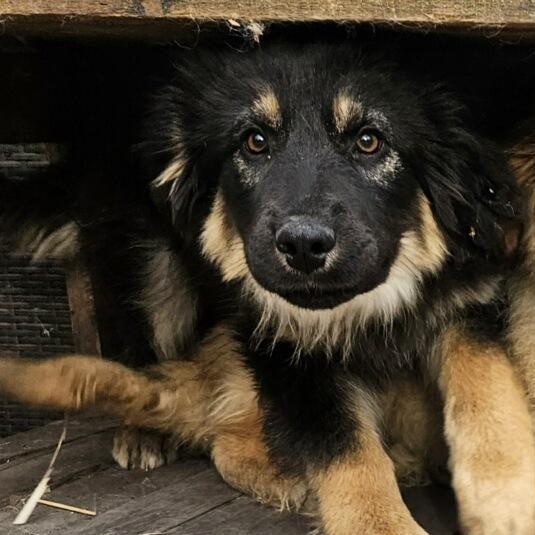 Enlarge Snickers, a Adoptable mixed breed in Hindsboro, IL image 2/2