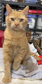 Enlarge Dorito, a ADOPTABLE Domestic Short Hair in Savanna, IL image 1/1