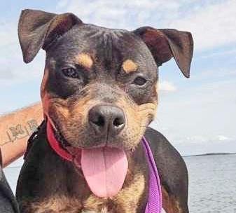 REMI, an adoptable Mixed Breed in Fernandina Beach, FL, 32034 | Photo Image 1