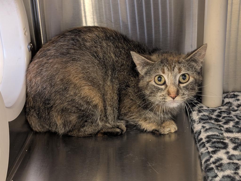Enlarge Friday, a Adoptable mixed breed in Havre, MT image 1/1