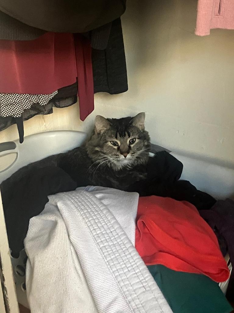 Lorelai, Adoptable, Adult Female Domestic Long Hair.