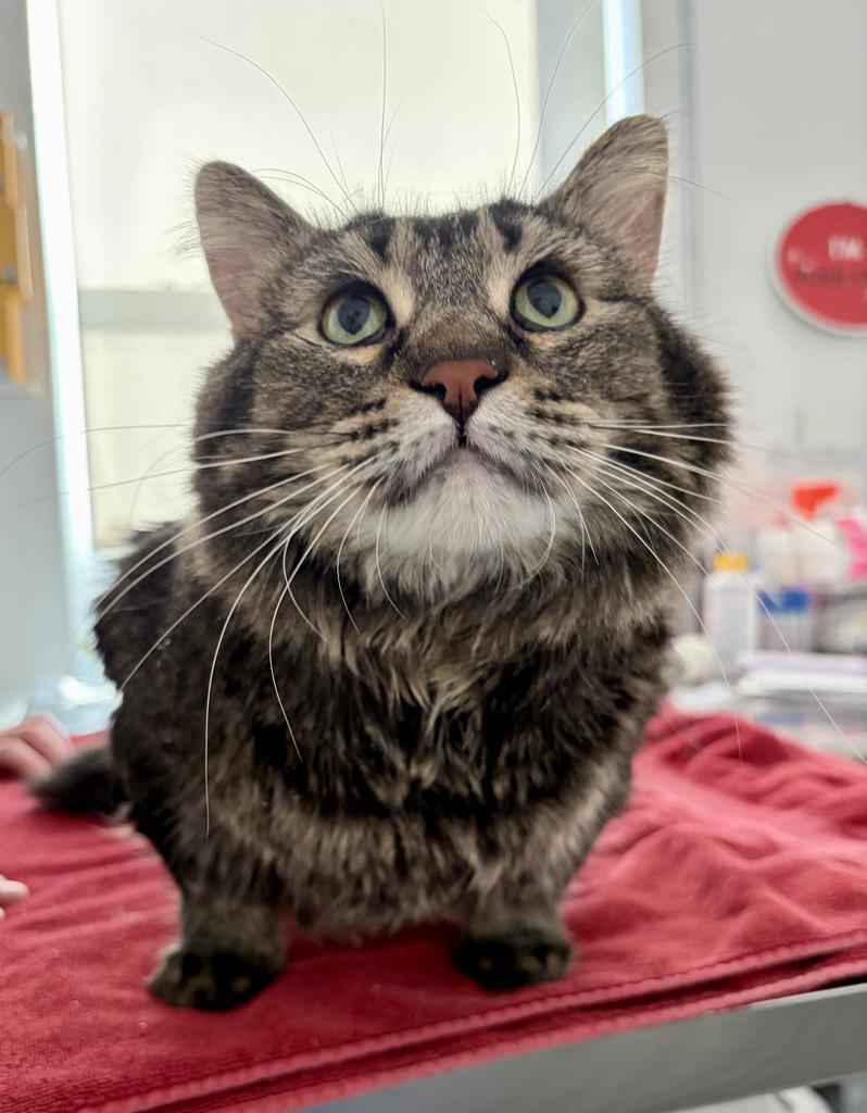 Enlarge Lorelai, a Adoptable mixed breed in Saint Paul, MN image 2/6