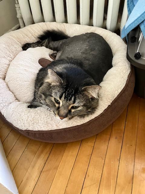 Enlarge Lorelai, a Adoptable mixed breed in Saint Paul, MN image 3/6