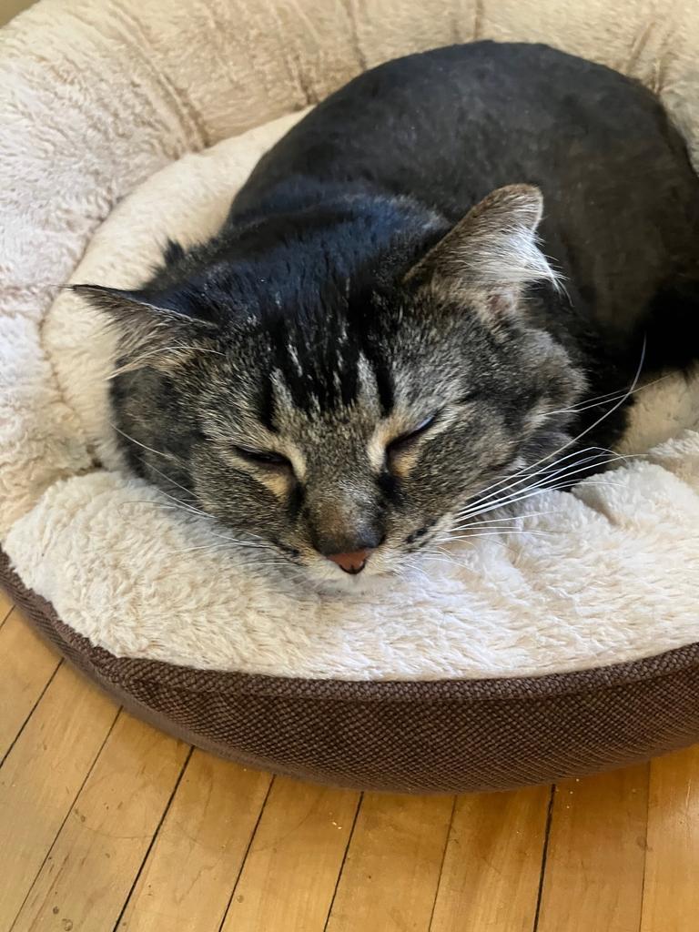 Enlarge Lorelai, a Adoptable mixed breed in Saint Paul, MN image 5/6