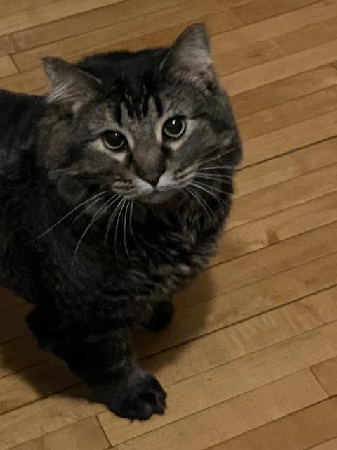 Enlarge Lorelai, a Adoptable mixed breed in Saint Paul, MN image 6/6