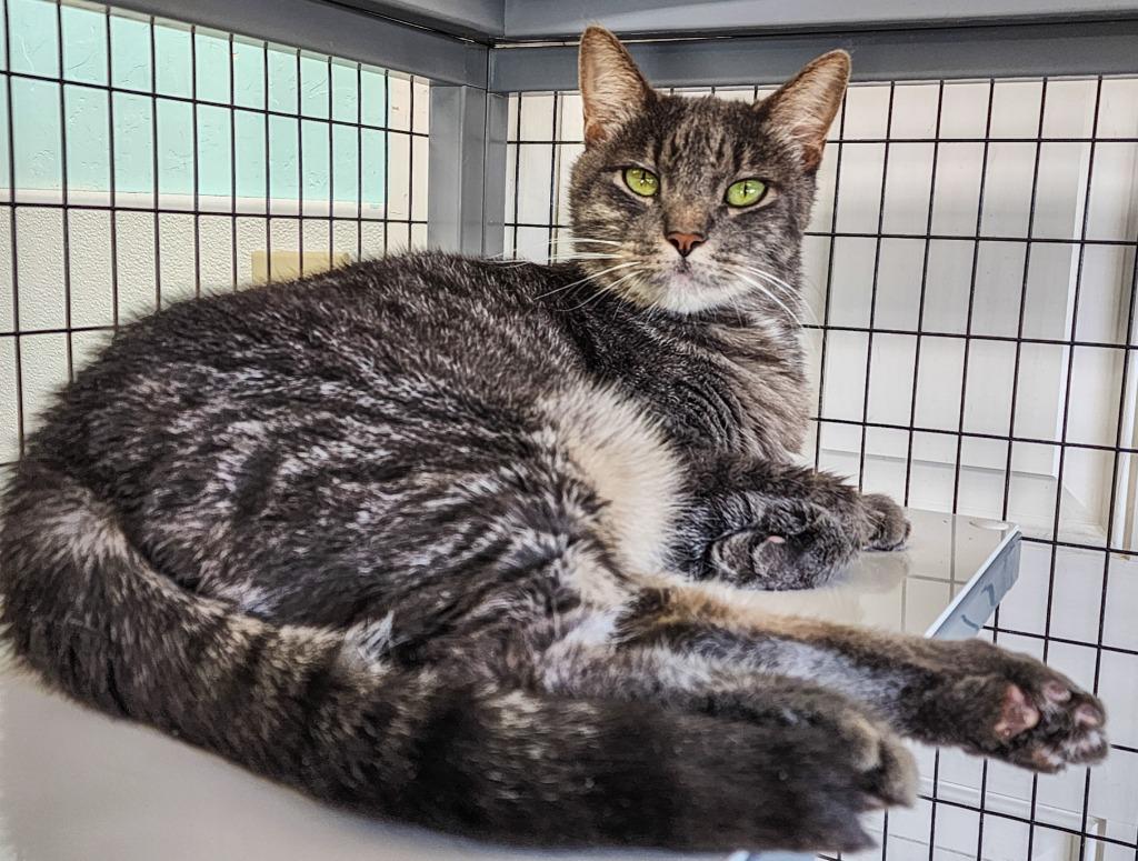 Enlarge Moe, a Adoptable mixed breed in Gold Beach, OR image 1/2